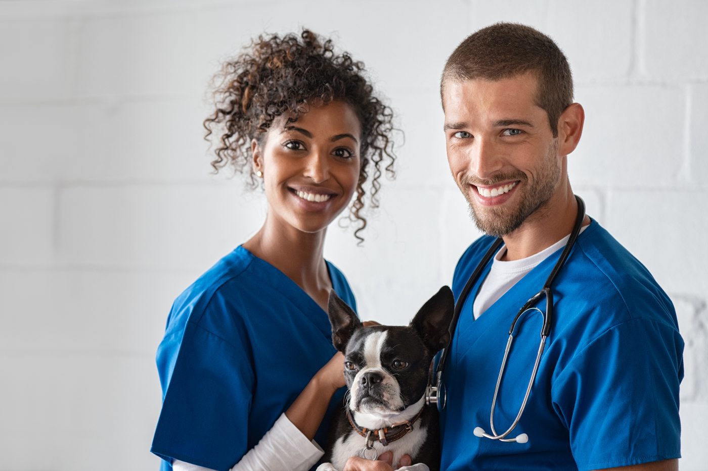 How to Start a Mobile Veterinary Business | Wag'n Tails