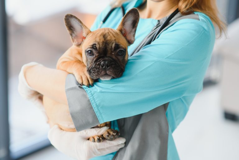 Mobile best sale dog veterinarian