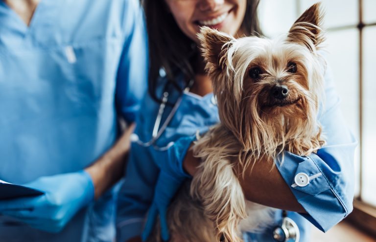 mobile veterinary clinic business plan